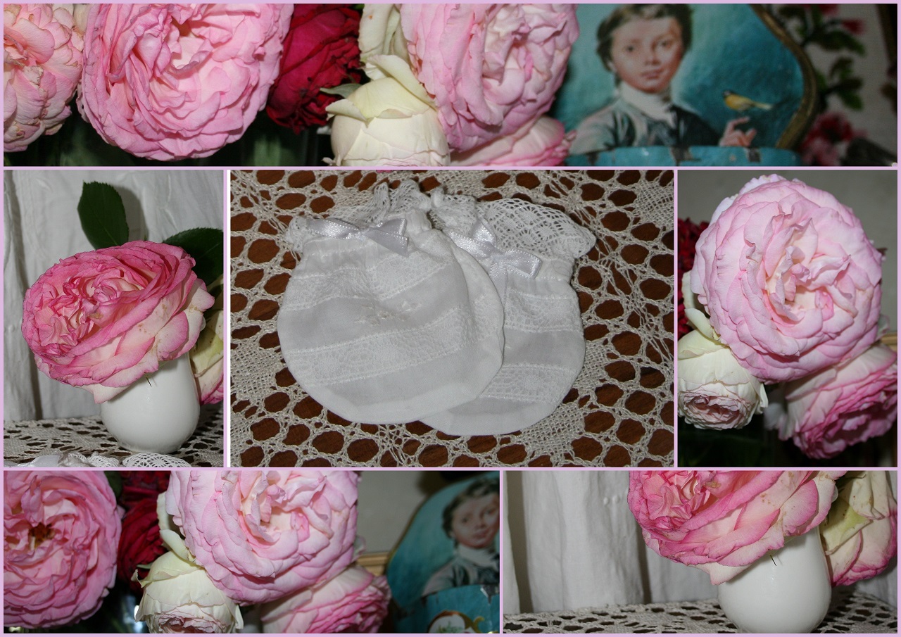 Rose de mai dans mon jardin secret