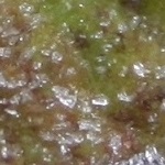 Feuille givrée